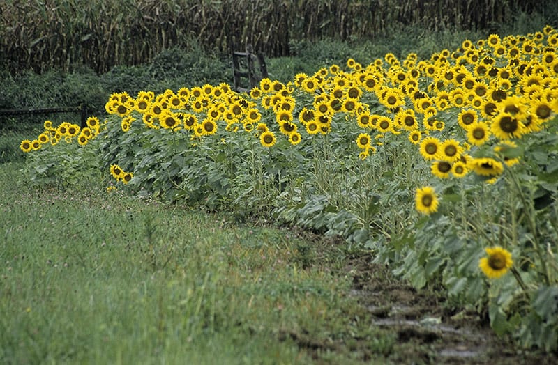 Sunflower Fields image 0