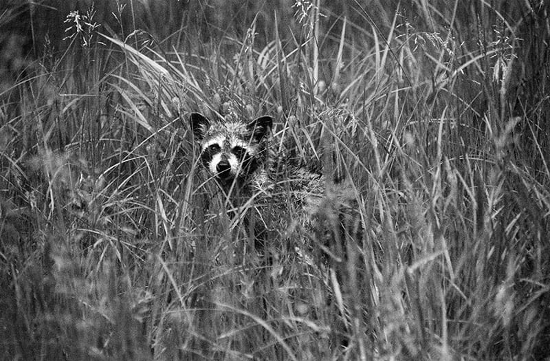 The Midnight Bandit image 0