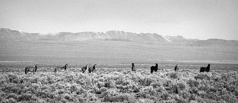 Lone Rangers image 0