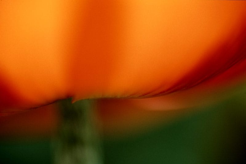 Tender Temptation image 0