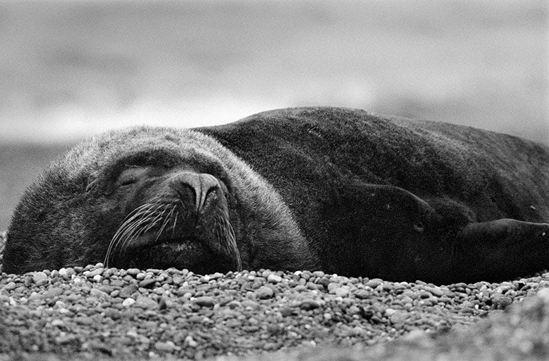 Lion of the Sea image 0