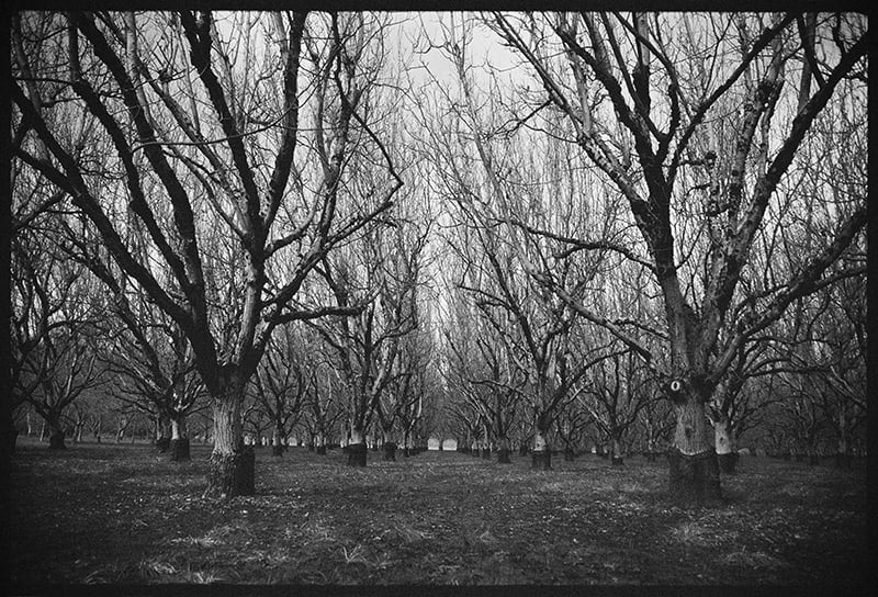 Ancient Walnut Grove image 0