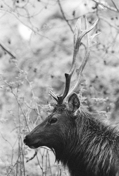Elk Speaks image 0