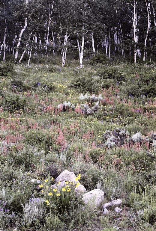 Another Lifetime image 0