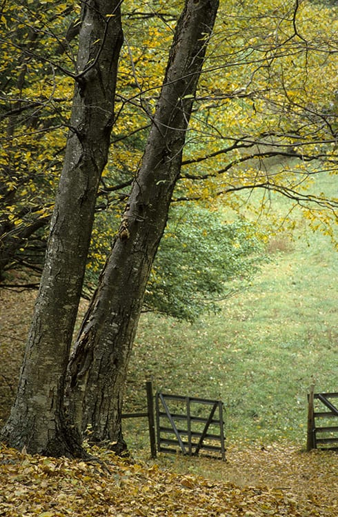 Open Gate image 0