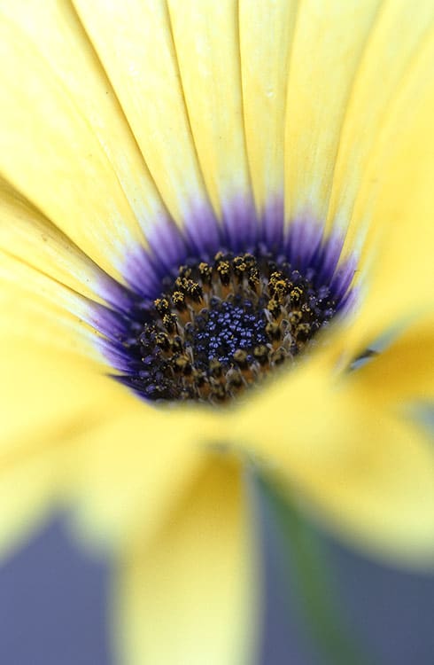 Into the Origin image 0