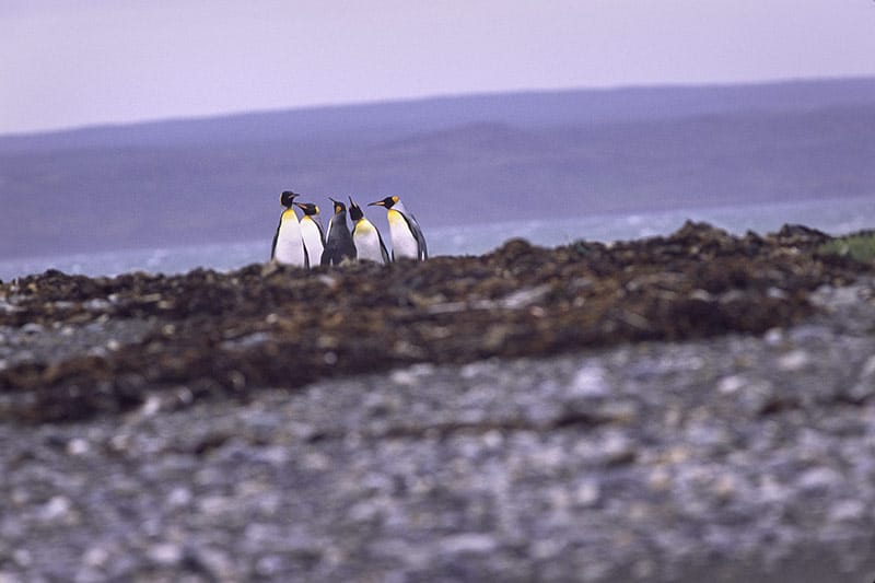 The Gathering image 0