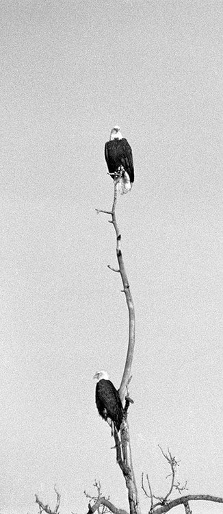 The Perch image 0