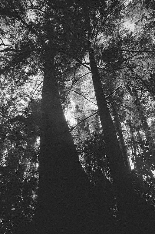 Nootka Rising image 0