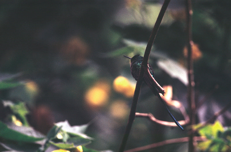 Delicate Existence